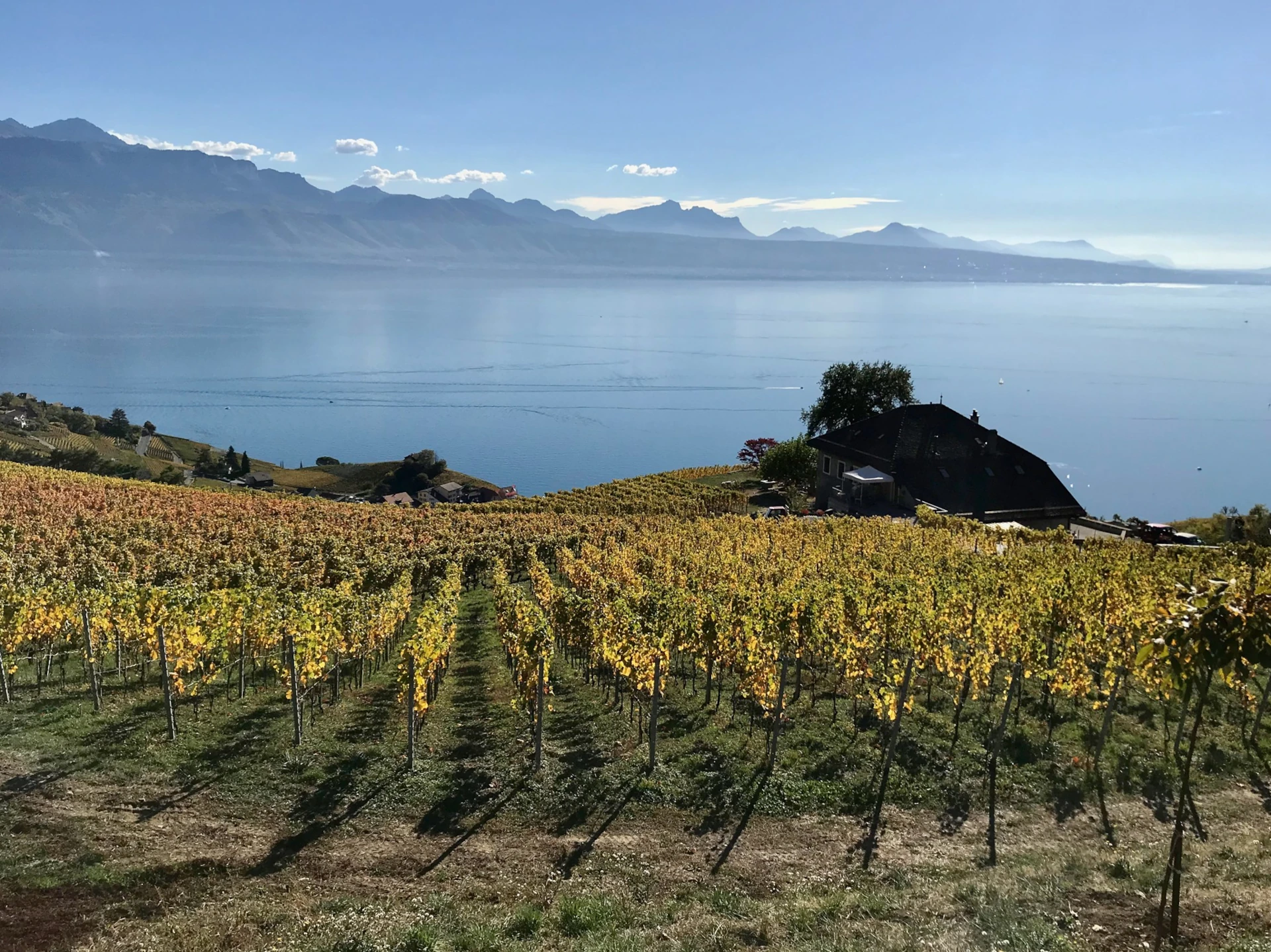 Bourg-en-Lavaux Vignes Aran